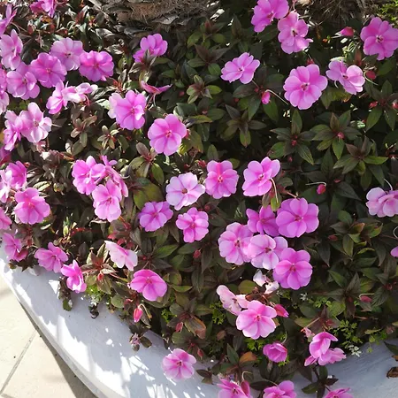 Szálloda E Il Faro 3*