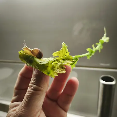 Ξενοδοχείο E Il Faro Acciaroli